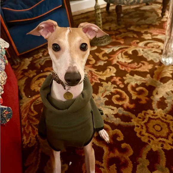 Meet your Poshers, Wally and Bean - Picture 1 of 2